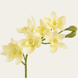 Close-up of an artificial buttercream cymbidium orchid stem featuring realistic faux orchid blooms and buds with lifelike botanical detail.