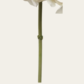Detailed view of the beige dried faux hydrangea stem showing the wired green stem construction and flexible shape used for controlled placement in vase arrangements.