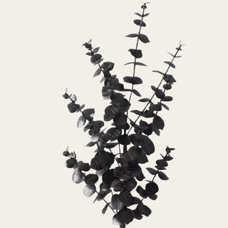 Close-up of black artificial eucalyptus foliage showing layered rounded leaves and multiple branching tips