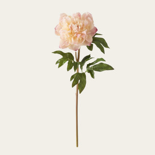 21.5-inch Blushed Apricot True Bloom Real Touch Peony Stem featuring layered blush, cream, and apricot petals with a realistic bloom that pairs beautifully with roses, greenery, and romantic floral arrangements throughout the year.