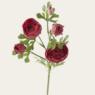 Close-up of Burgundy True Bloom Ranunculus blooms and buds showing realistic layered petals and natural variation; works beautifully in spring, fall, and winter arrangements because the deep burgundy coloring creates focal interest while pairing naturally with softer neutral florals and greenery.