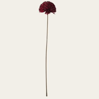 Artificial burgundy allium ball stem on a cream background 
