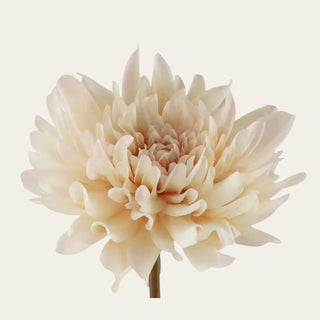 Close-up of the Cashmere Cream True Bloom Real Touch Dahlia bloom showcasing layered cream petals with soft dimensional texture and realistic detailing, making it an elegant focal flower for wedding-inspired, seasonal, and everyday floral arrangements.