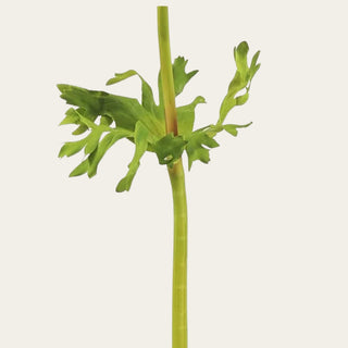 Detailed view of Eggplant Real Touch Anemone stem and foliage construction used in fall, winter, and spring floral designs; the realistic stem structure helps arrangements feel organic, layered, and professionally designed.