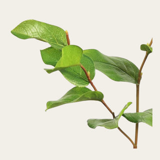 Close-up of realistic faux green salal leaves showing natural veining, lifelike texture, and fresh green coloring that pairs beautifully with roses, peonies, hydrangeas, proteas, lisianthus, and seasonal florals year-round.