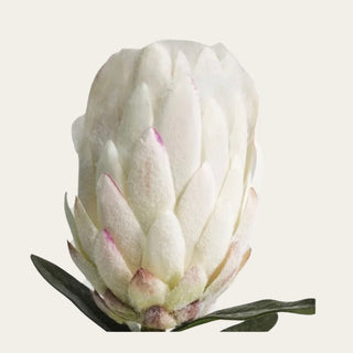 Close-up detail of white flocked king protea petals showing velvety texture, soft ivory tones, and subtle blush-pink tipped petal accents for elevated sculptural floral styling.