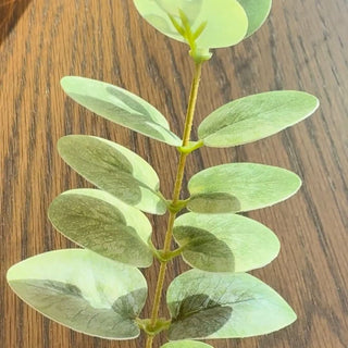 Light green gunnii eucalyptus video 