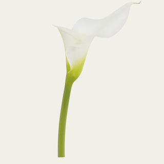 A single white faux calla lily flower with a green stem, isolated on a light cream background.