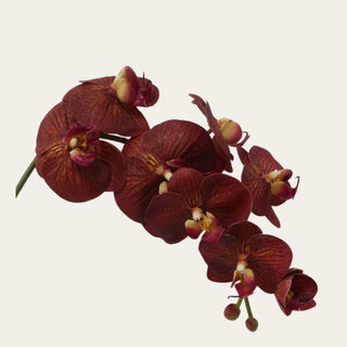 Close-up of Brown Real Touch Orchid blooms with deep burgundy-brown petals, realistic veining, warm golden centers, and lifelike petal texture.