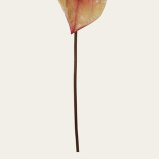 Close-up of Coral and Green Anthurium bloom showing realistic veining, dimensional coloring, and sculptural form; pairs beautifully with orchids, protea, hydrangeas, and tropical greenery because the bloom creates architectural interest and visual contrast within floral arrangements.