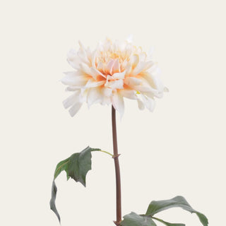 Close-up of Light Peach True Bloom Dahlia petals showing realistic texture and layered bloom structure; pairs beautifully with white florals and soft greenery because the peach coloring creates warmth while maintaining balance in romantic and organic floral designs throughout every season.