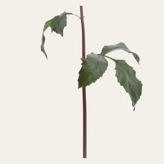 Light Peach True Bloom Dahlia stem and foliage detail used in year-round floral arrangements; pairs naturally with peonies, roses, hydrangeas, and eucalyptus because the realistic stem structure creates movement, fullness, and a professionally styled garden-inspired look.