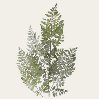 Close-up of the 36 inch real touch royal fern showing layered soft green fronds, delicate leaf texture, natural color variation, and feathery botanical detail for realistic faux greenery styling.
