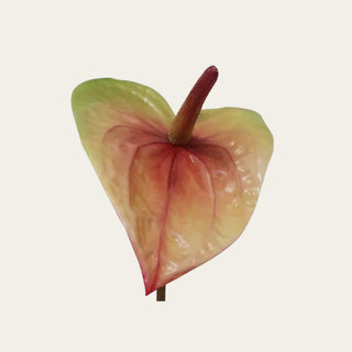 Coral and Green Anthurium stem detail featuring a flexible wired stem for shaping and arranging; works beautifully with tropical florals, roses, ranunculus, and hydrangeas because the stem allows designers to create movement, structure, and natural flow throughout arrangements.