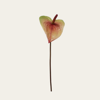 Coral and Green Anthurium Stem with a sculptural tropical bloom used in spring, summer, and winter arrangements; pairs beautifully with orchids, white king protea, bougainvillea, hydrangeas, and roses because the unique bloom shape adds focal interest, movement, and contemporary tropical style.