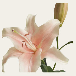 Close-up of cream blush lily lilium bloom with soft faux petals, detailed stamens, and unopened bud, designed to pair with ranunculus, Duchess roses, sedum, peonies, and eucalyptus for warm seasonal floral styling.