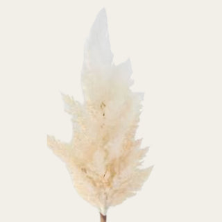 Close-up of the cream flocked pampas grass plume showing its soft dried-botanical texture, warm ivory coloring, and delicate feathery shape.