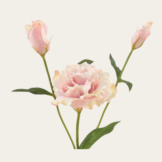Close-up of the Creamy Blush Real Touch Lisianthus flower showcasing softly ruffled blush and ivory petals with realistic texture and natural color variation, ideal for romantic arrangements, wedding-inspired florals, and elegant everyday styling.