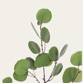 Close-up detail of faux green round eucalyptus stem with layered rounded leaves, natural branching, and soft greenery texture for year-round floral arrangements and organic styling.
