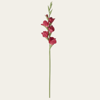 Single fuchsia True Bloom gladiolus stem with layered real touch blooms and green stem