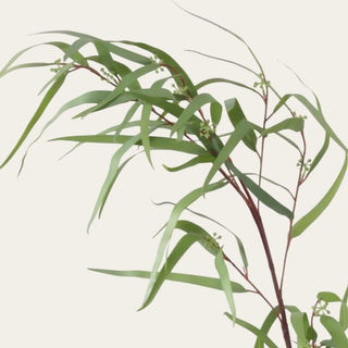Close-up detail of faux weeping eucalyptus leaves showing elongated greenery, flexible branching, and soft cascading texture for organic floral arrangements and year-round styling.