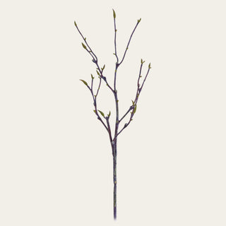 Full-length 38-inch Real Touch magnolia bud branch with soft green buds, dark brown branching, and a wired shapeable stem.