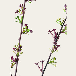 Detailed view of Hoary Willow Spray blossoms and buds used in spring through fall floral designs; pairs naturally with hydrangeas, peonies, roses, and sedum because the fine botanical texture softens larger blooms while creating depth and visual balance in statement arrangements.