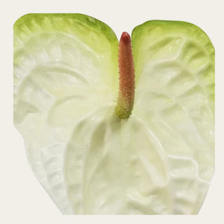 Close-up of Ivory Green Anthurium bloom showing realistic veining and soft green edging; works beautifully with orchids, protea, hydrangeas, and tropical greenery because the sculptural bloom creates visual contrast and architectural interest in floral arrangements.
