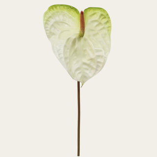 Ivory Green Anthurium Stem with sculptural heart-shaped bloom used in spring, summer, and winter arrangements; pairs beautifully with orchids, white king protea, hydrangeas, and bougainvillea because the unique bloom shape adds focal interest, movement, and contemporary tropical style.