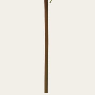 Ivory Green Anthurium stem detail featuring a flexible wired stem for shaping and arranging; pairs naturally with tropical florals and garden-inspired blooms because the stem allows designers to create movement, structure, and natural flow throughout arrangements.
