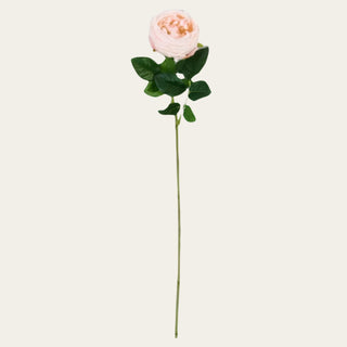 Single true bloom real touch artificial light pink austin rose stem with green leaves on a light beige background