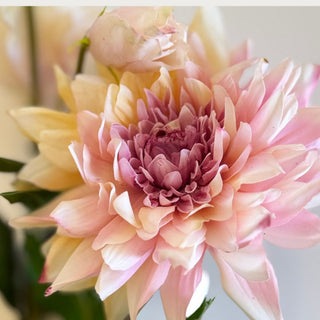 Close-up detail of Ombre Pink True Bloom Real Touch dahlia petals showing layered blush, cream, and mauve coloring with realistic floral texture and soft dimensional shaping.
