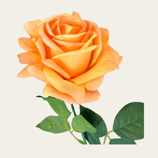 Close-up of Peach Bellini True Bloom Duchess Rose showing realistic petal layering and color variation; pairs beautifully with white florals and soft greenery because the peach tones add warmth and movement while keeping arrangements balanced and visually sophisticated across multiple seasons.