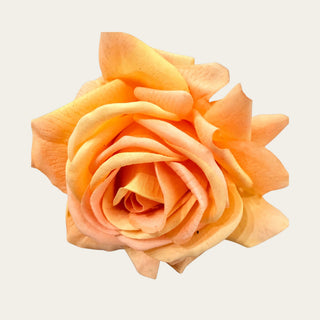Detailed view of Peach Bellini Duchess Rose petals featuring realistic texture and layered construction; works throughout spring, summer, and fall because the peach-apricot coloring complements both bright seasonal florals and neutral palettes while creating a romantic focal point.