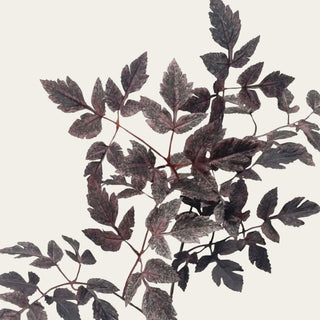 Close-up of fabric Plum Cimicifuga Ramosa leaves with serrated edges, visible veining, textured surfaces, and layered plum, burgundy, and charcoal tones.