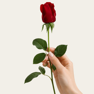 FemaleHand holding single True bloom real touch red rose bud stem against a light background