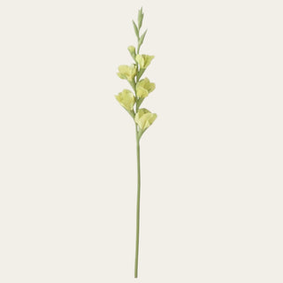 Single soft chartreuse True Bloom gladiolus stem with real touch blooms and green stem