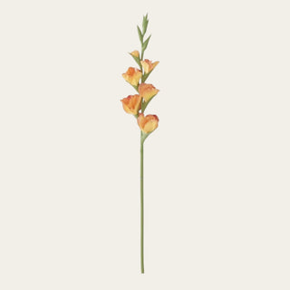 Single sun-kissed orange True Bloom gladiolus stem with apricot and warm orange real touch blooms