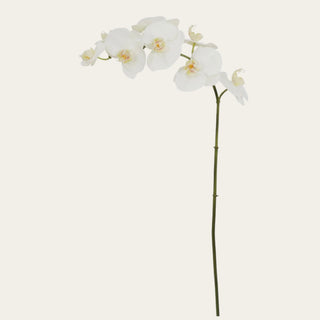 Two-Tone White Orchid Phalaenopsis Stem with real touch white blooms, creamy-yellow center detail, and bendable green stem for tall vases, narrow-neck styling, calla leaves, hydrangeas, roses, and year-round floral arrangements.
