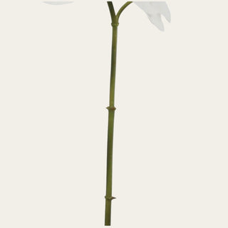 Close-up of the Two-Tone White Orchid Phalaenopsis bendable green stem, designed for shaping height and movement in tall vases, standard vessels, wide opening arrangements, narrow-neck styling, and year-round floral designs.