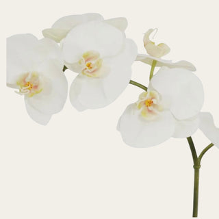 Close-up of Two-Tone White Orchid Phalaenopsis blooms with real touch white petals and soft creamy-yellow center detail, used as a focal flower with calla leaves, greenery, hydrangeas, roses, and year-round vase arrangements.