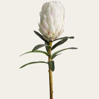 31-inch white flocked king protea stem with velvety ivory petals, subtle blush-pink tipped detailing, sculptural bloom shape, and soft textured foliage for artistic year-round floral arrangements.