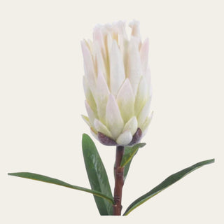 Close-up detail of white mink protea petals showing soft flocked texture, sculptural ivory bloom structure, and velvety botanical detailing for elevated floral styling.