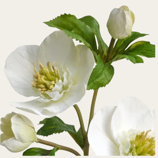 Close-up of white real touch hellebore rose petals with green centers, buds, and faux leaves, designed to pair with ranunculus, tulips, hydrangeas, anemones, and seeded eucalyptus for winter and spring floral styling.