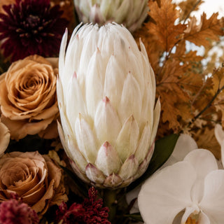 Close-up of the white flocked king protea stem flower surrounded by other flowers and leaves